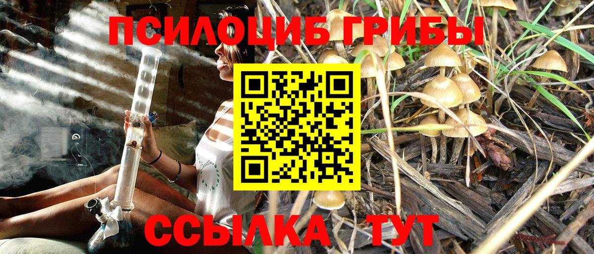 Галлюциногенные грибы Psilocybine cubensis Чайковский